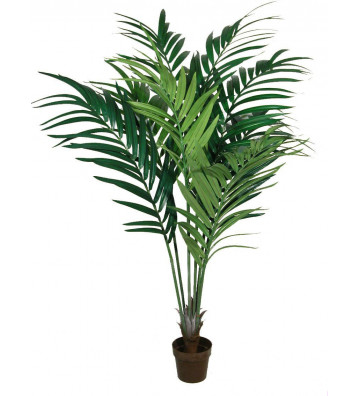 Green Kentia similar to palm leaves concoral.
Size: h210cm