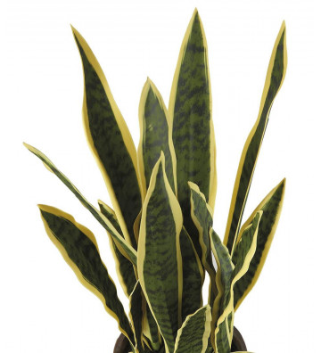 Pianta artificiale verde Sanseveria h86cm - l'oca nera - nardini forniture