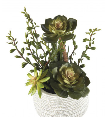 Succulent plant in white pot h30cm