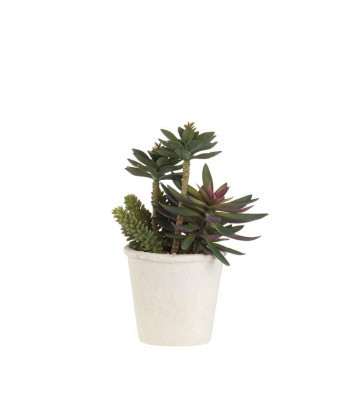 Succulent plant in white pot h32cm