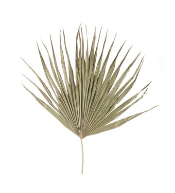 Foglia di Palma naturale Essicata H97cm - l oca nera - nardini forniture