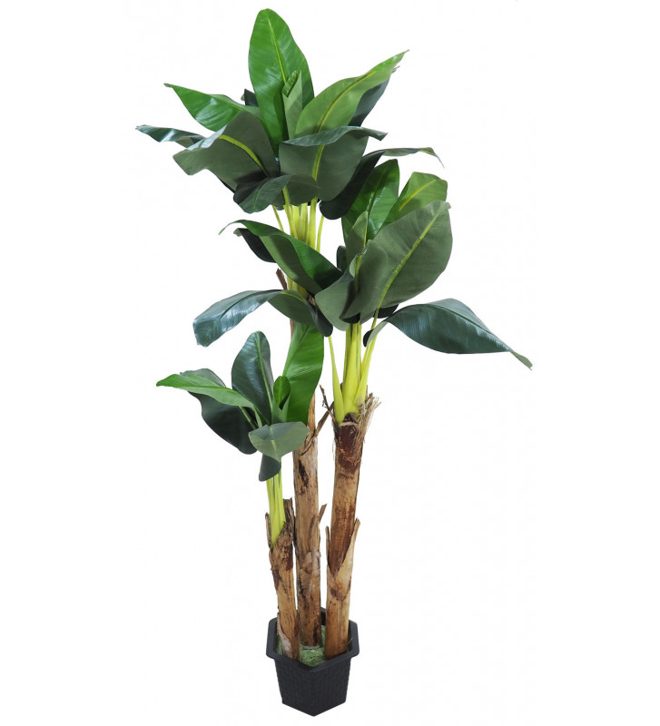 Banano verde artificiale h250cm - Concoral - Nardini Forniture