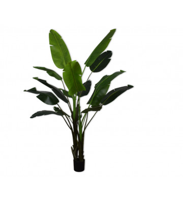 Pianta artificiale strelitzia verde H 243cm - silkka - nardini forniture
