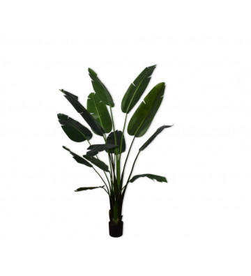 Pianta artificiale strelitzia verde H 182cm - silkka - nardini forniture