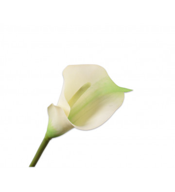 Fiore artificiale calla bianca 77cm - silkka - nardini forniture