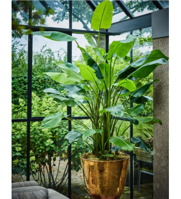 Artificial plant Strelitzia 243cm - Silkka - Nardini Forniture
