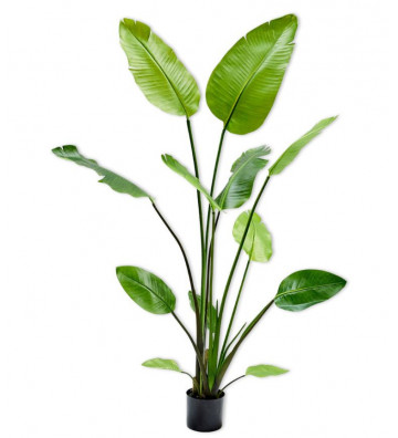 Artificial plant Strelitzia 150cm - Silkka - Nardini Forniture