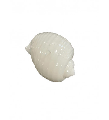 Candela a forma di conchiglia chiusa bianca 15cm - nardini forniture