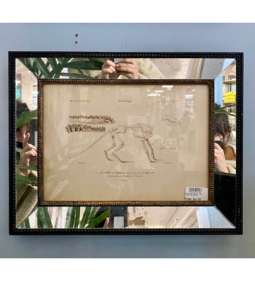 Quadro stampa scheletro fossile e cornice a specchio 46x36cm - Nardini Forniture